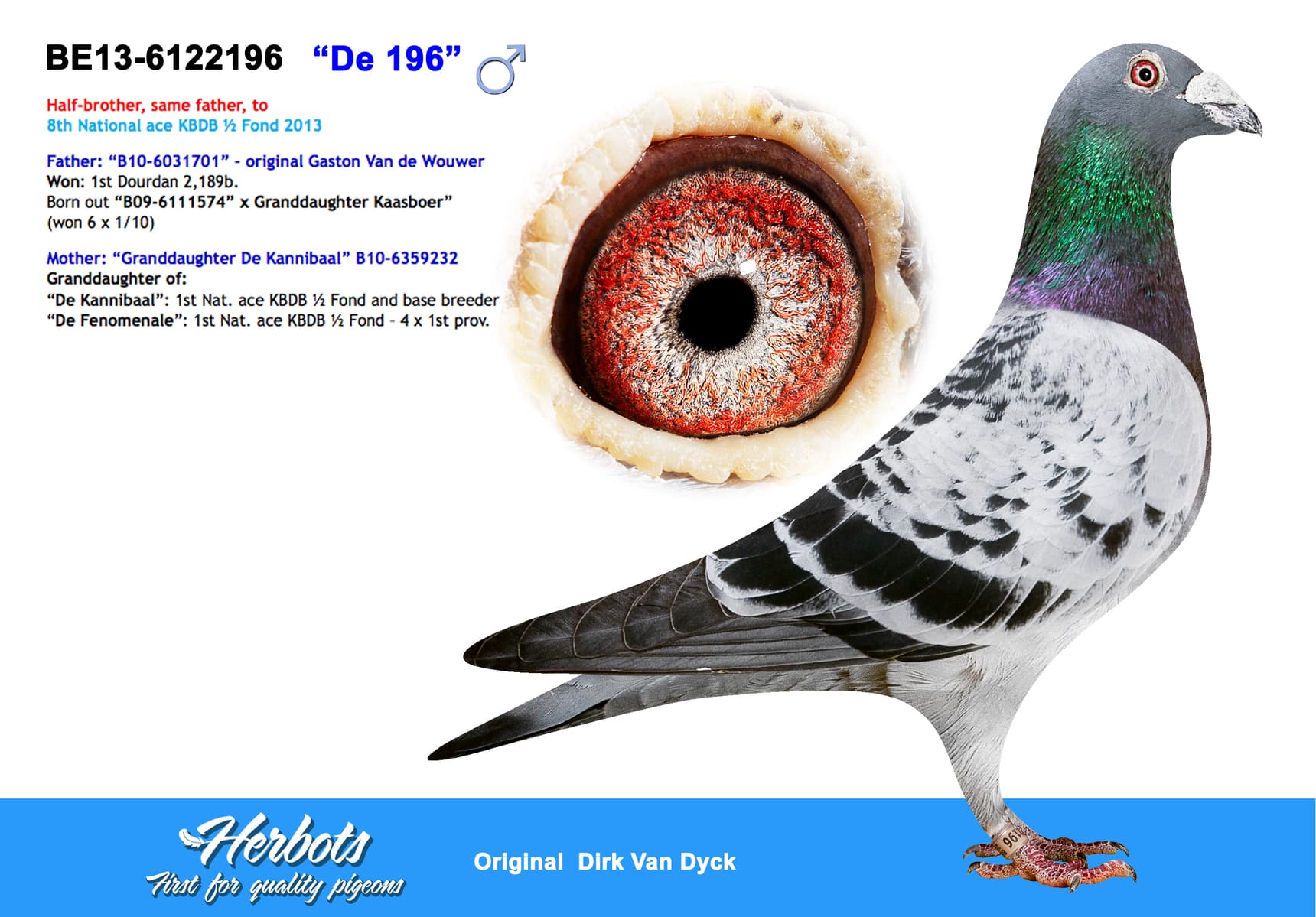 pigeon: undefined
