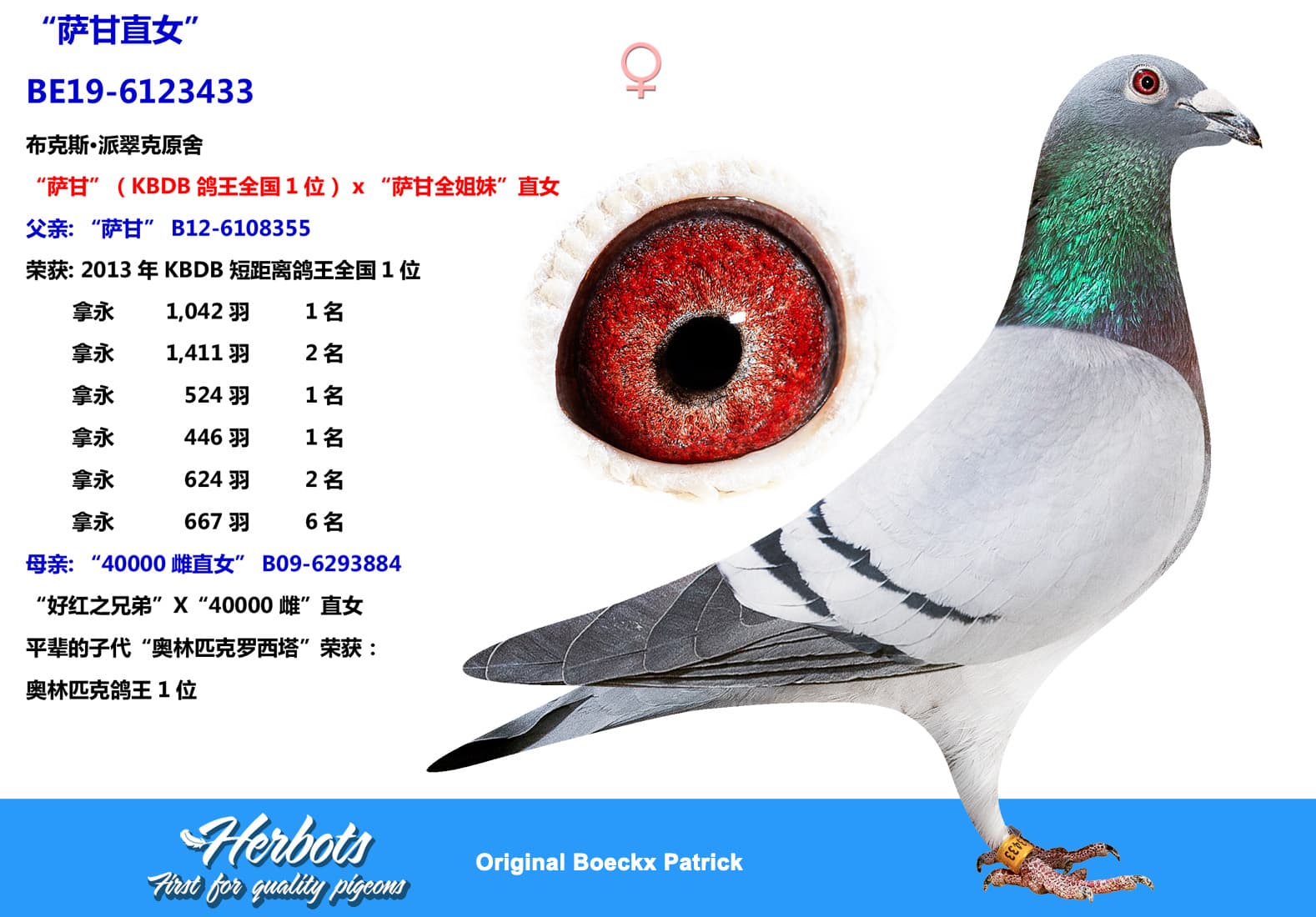 pigeon: undefined