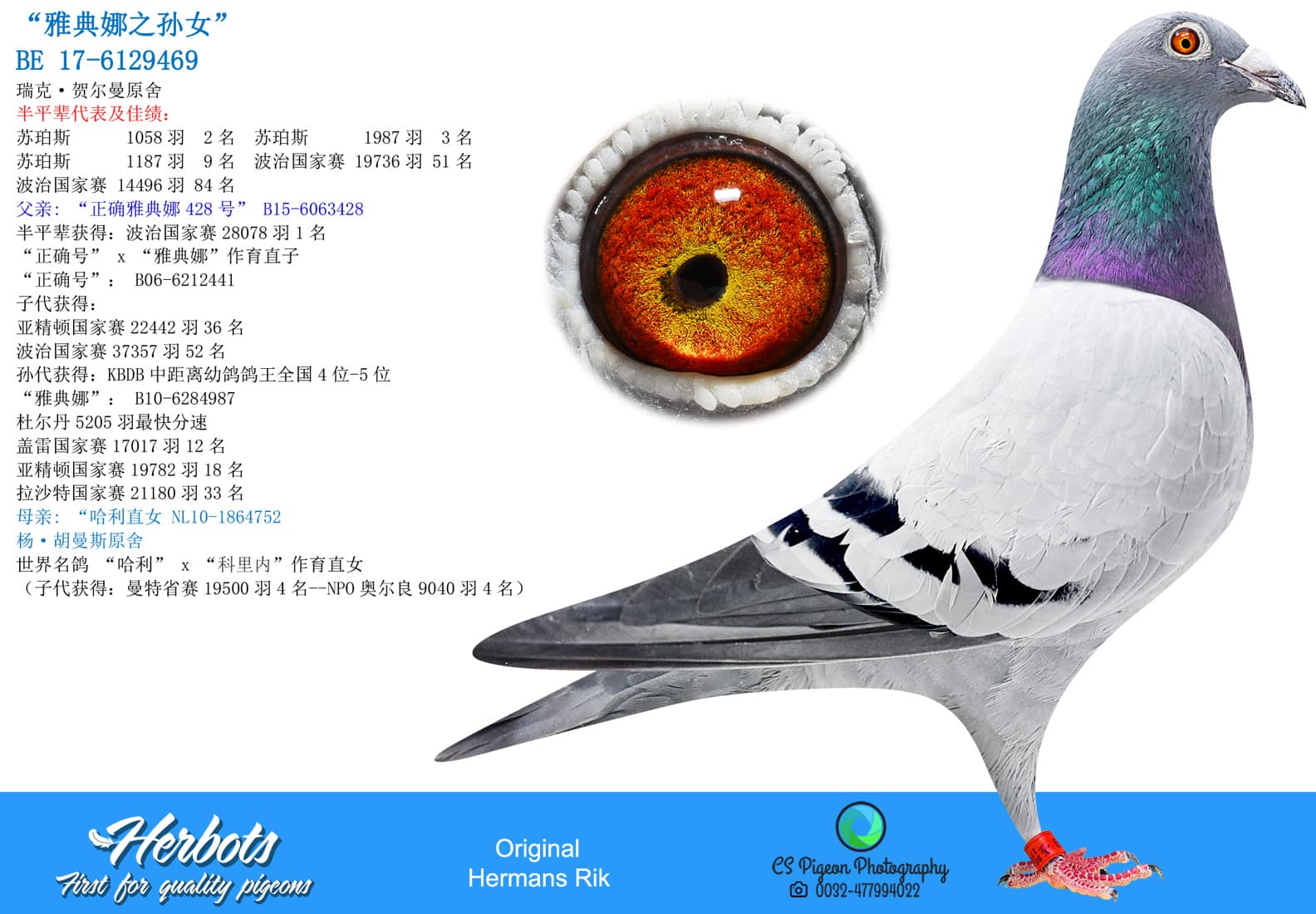 pigeon: undefined