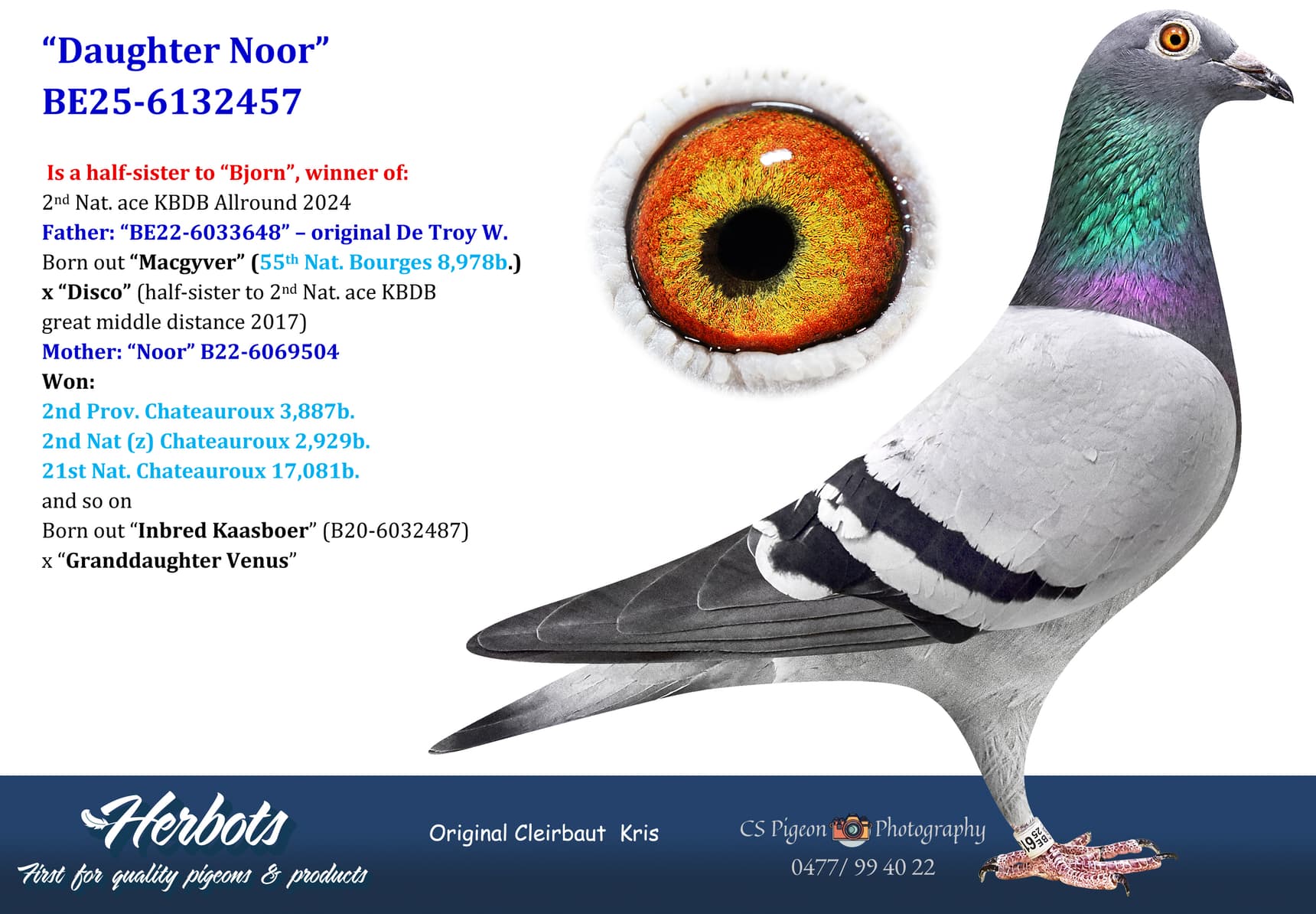pigeon: undefined