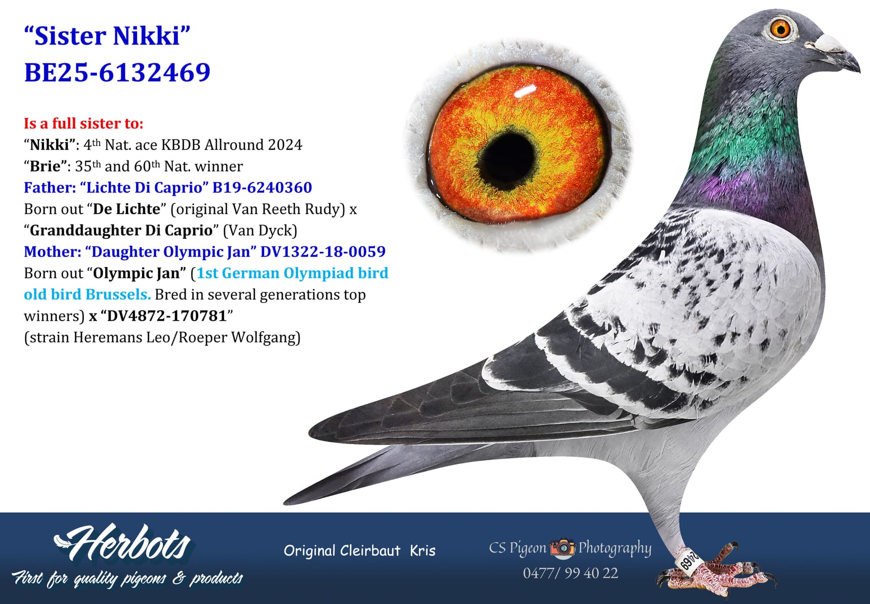 pigeon: undefined