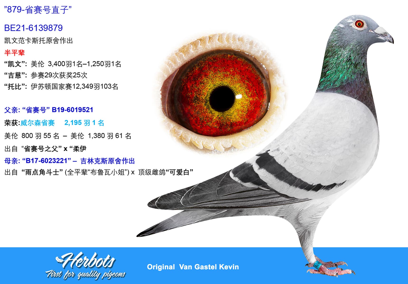 pigeon: undefined
