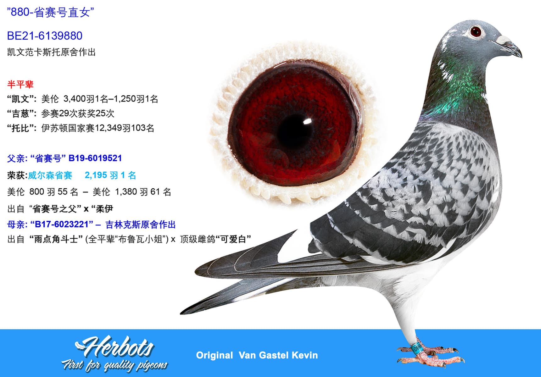 pigeon: undefined