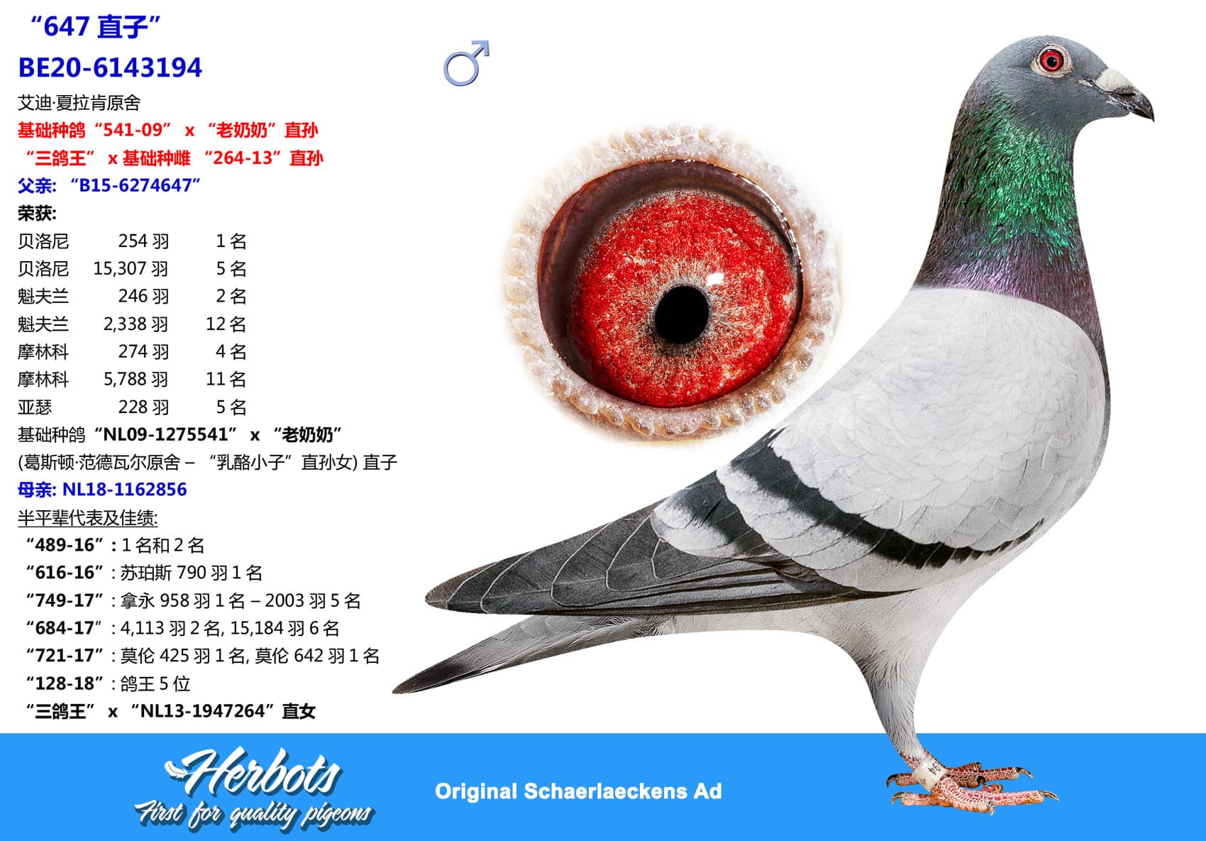 pigeon: undefined