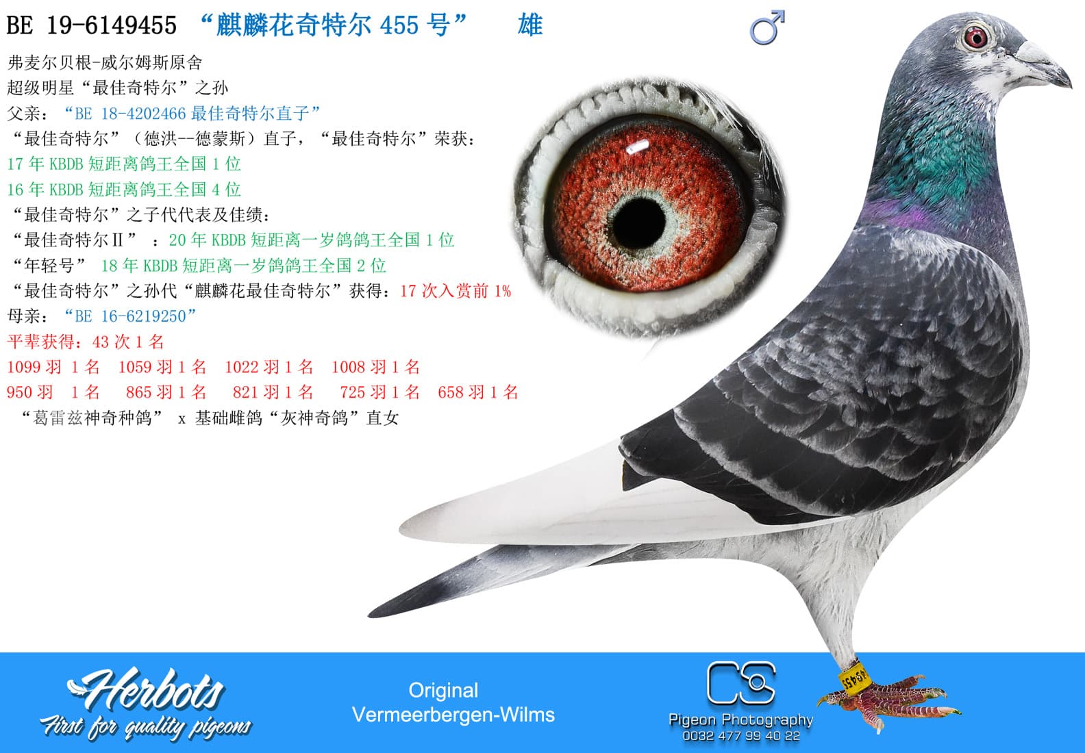 pigeon: undefined