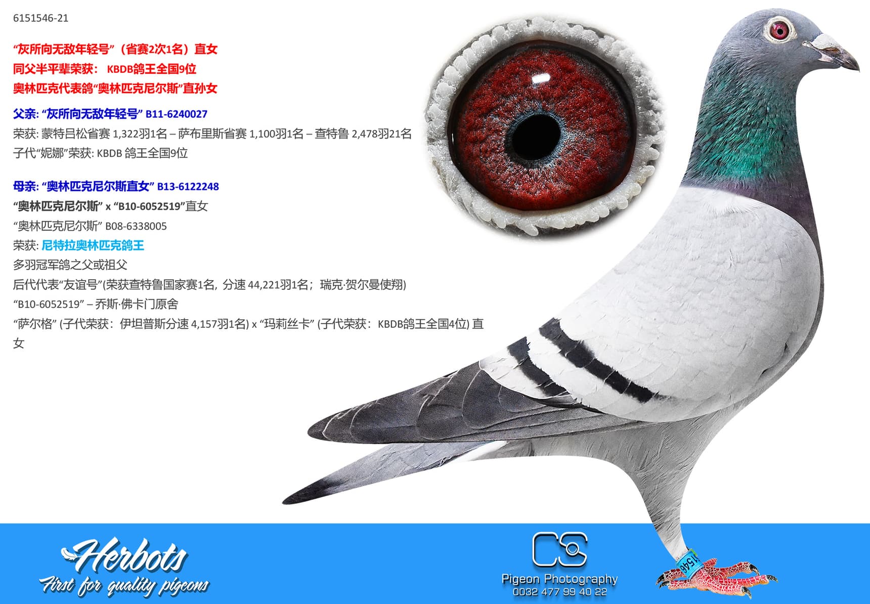 pigeon: undefined