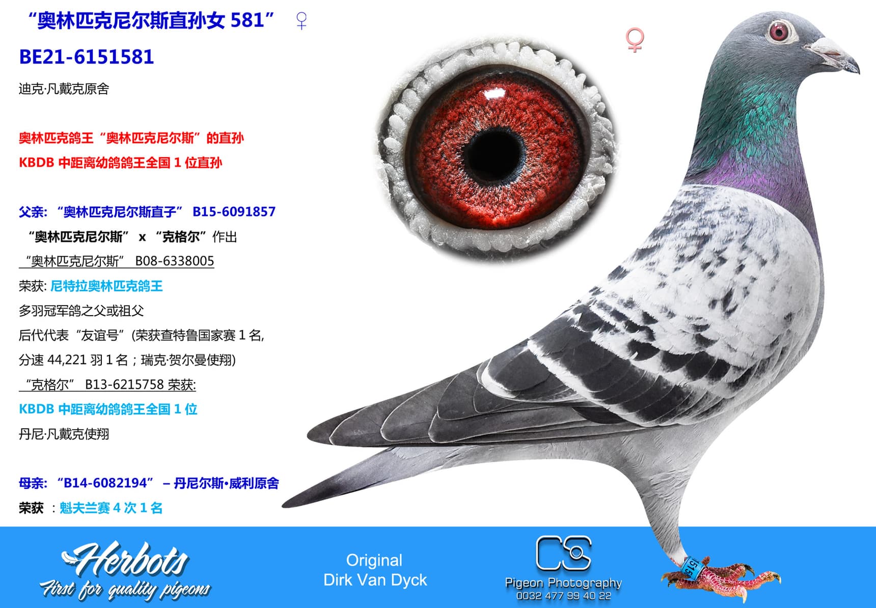 pigeon: undefined
