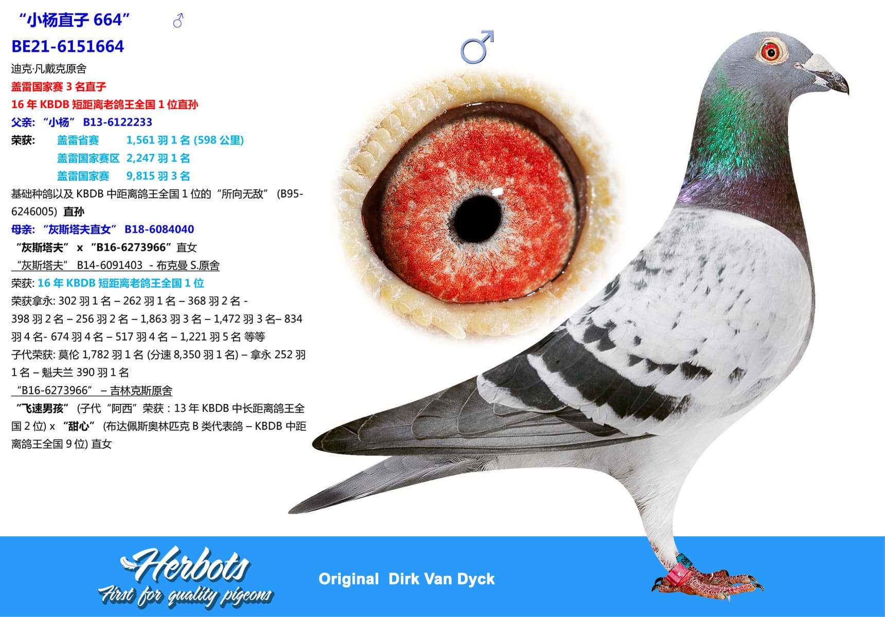 pigeon: undefined