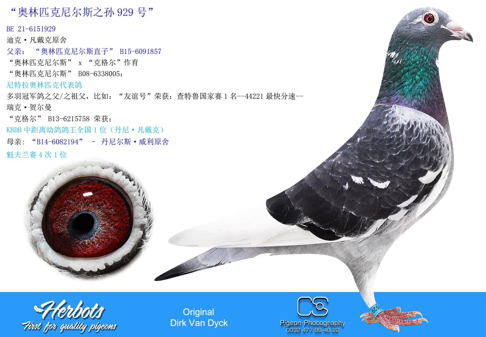 pigeon: undefined