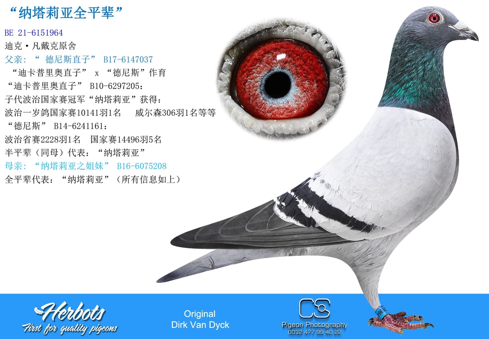 pigeon: undefined