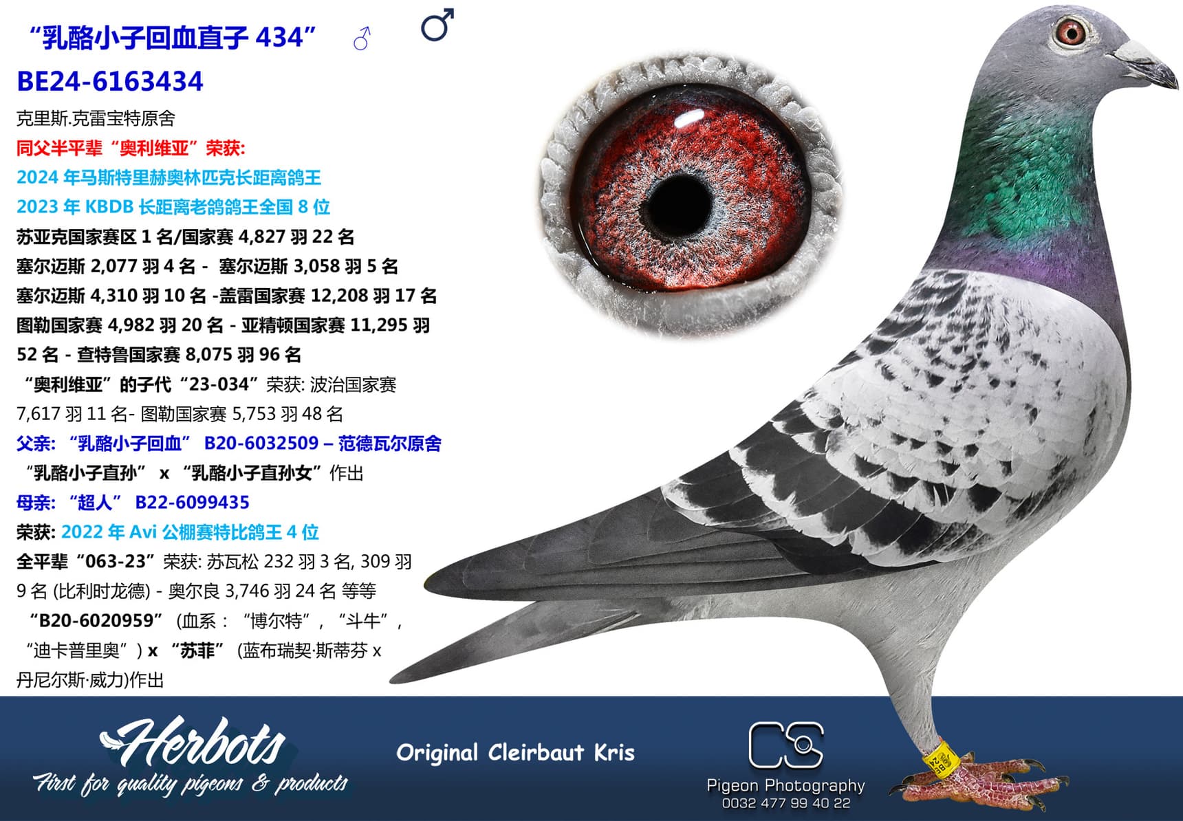 pigeon: undefined