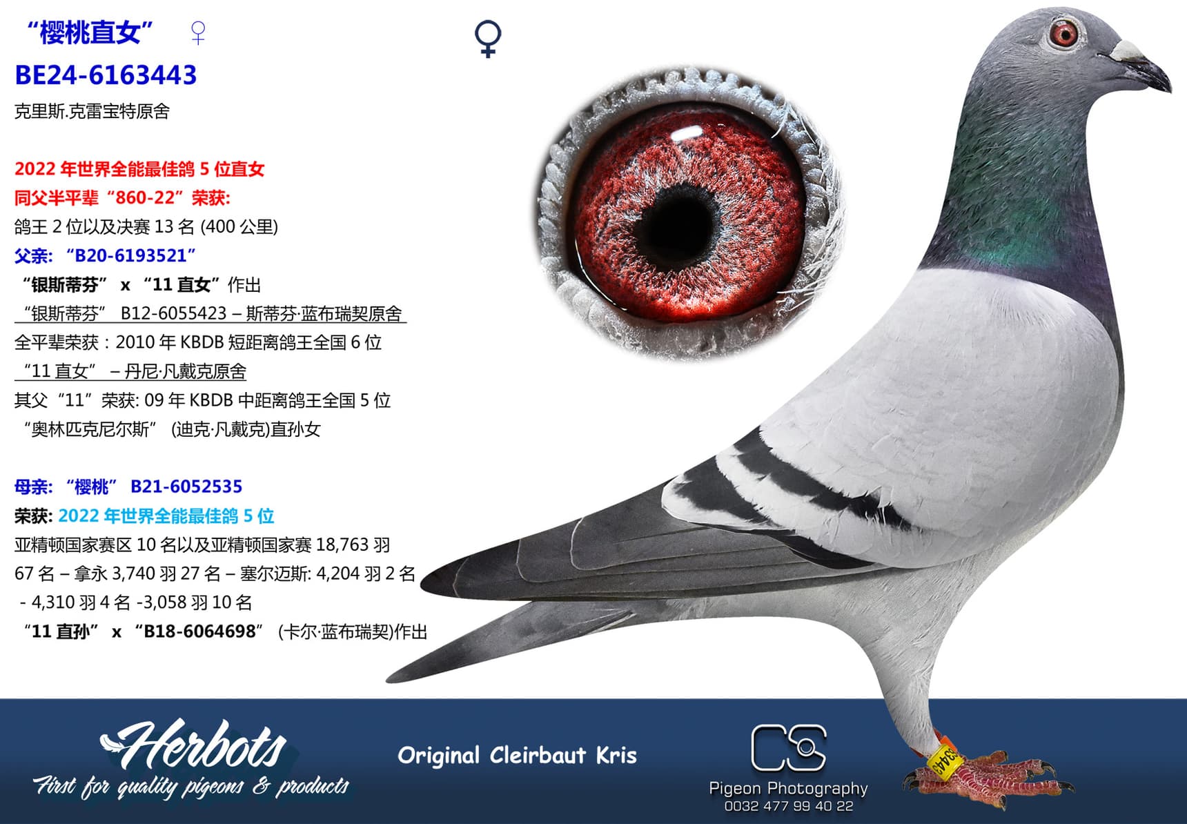 pigeon: undefined