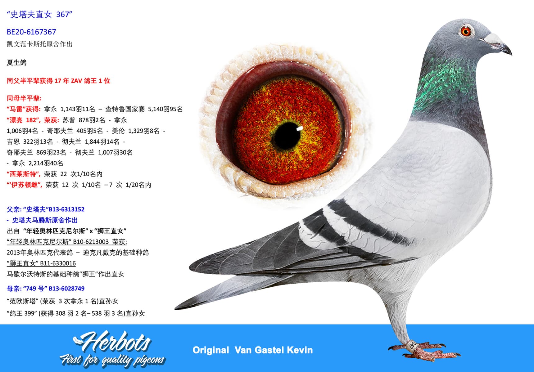 pigeon: undefined