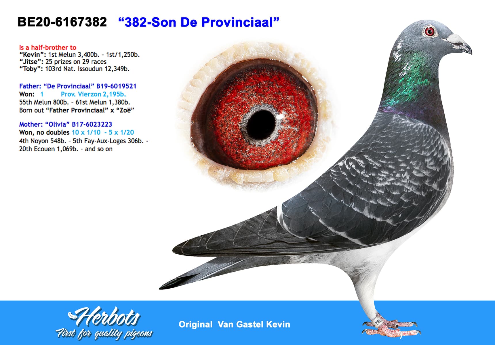 pigeon: undefined
