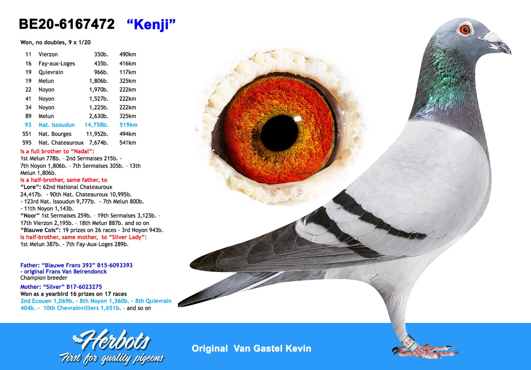 pigeon: undefined