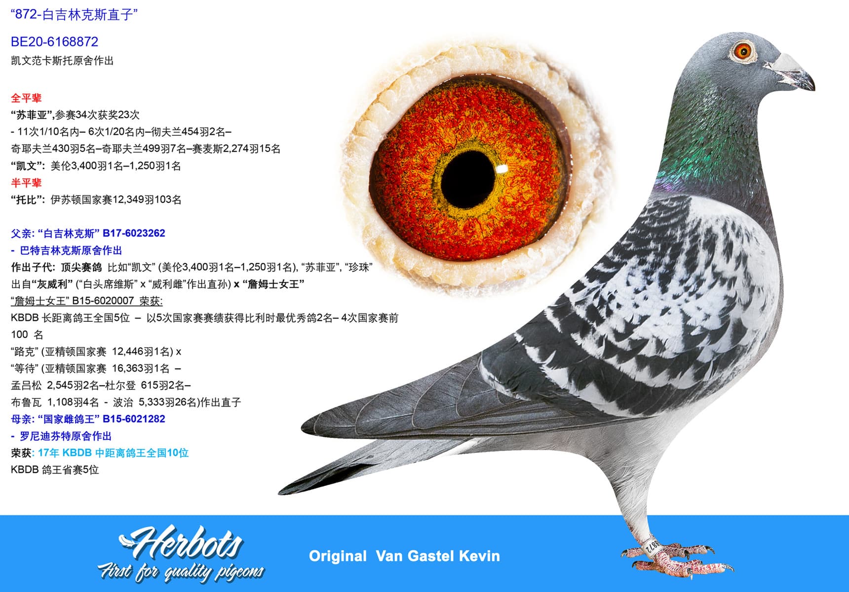 pigeon: undefined