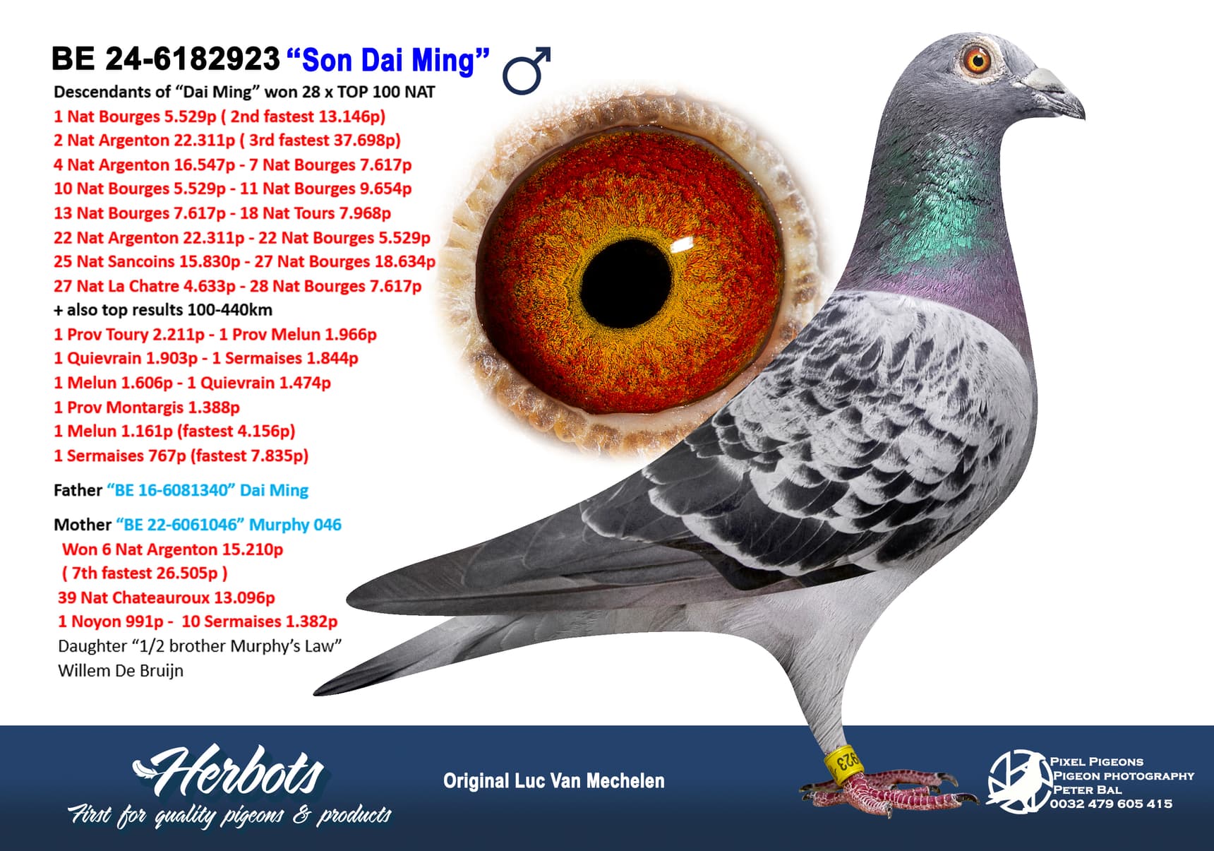 pigeon: undefined