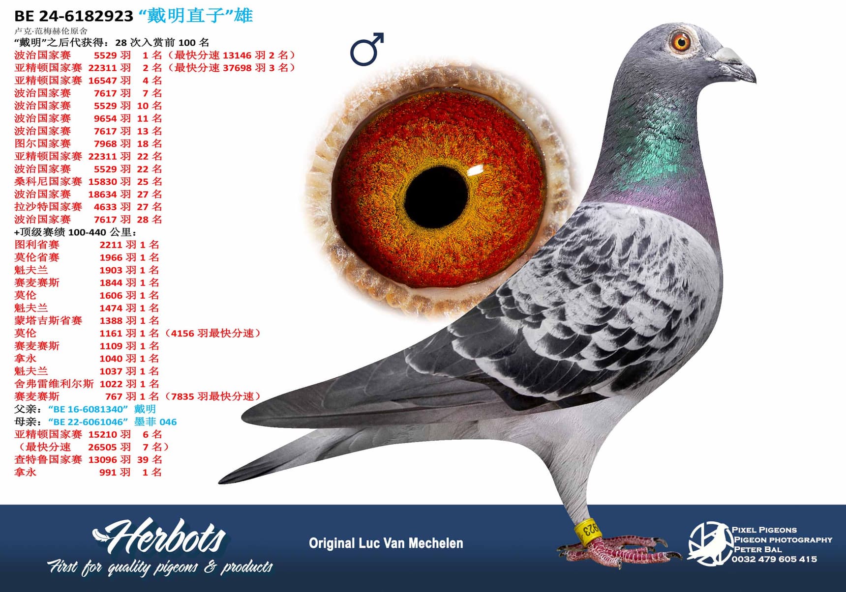 pigeon: undefined