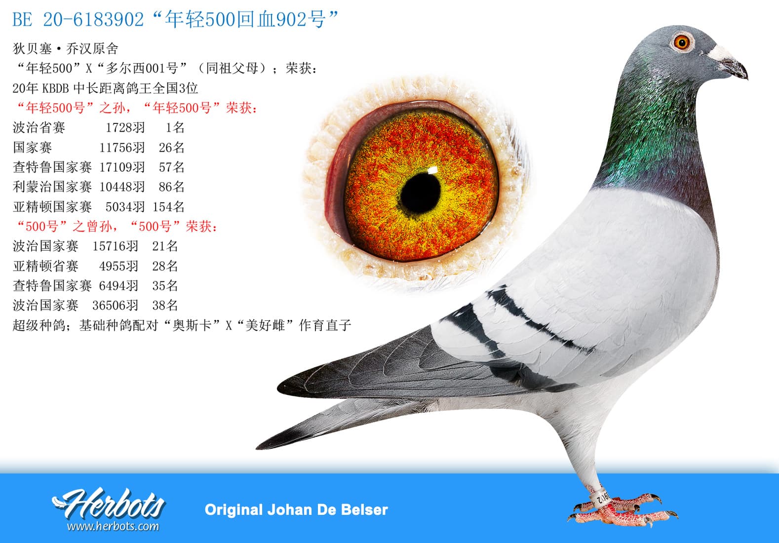 pigeon: undefined