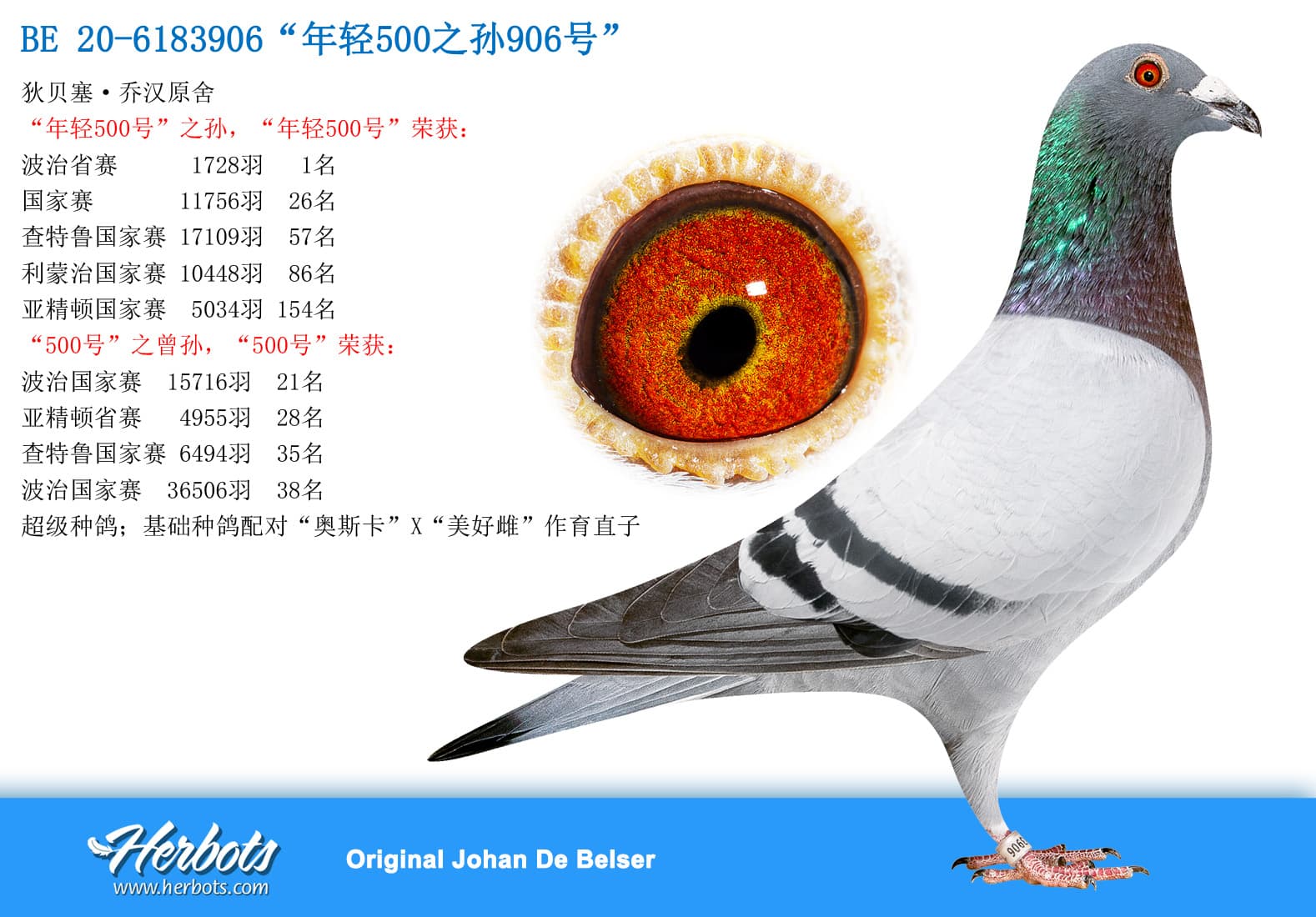 pigeon: undefined