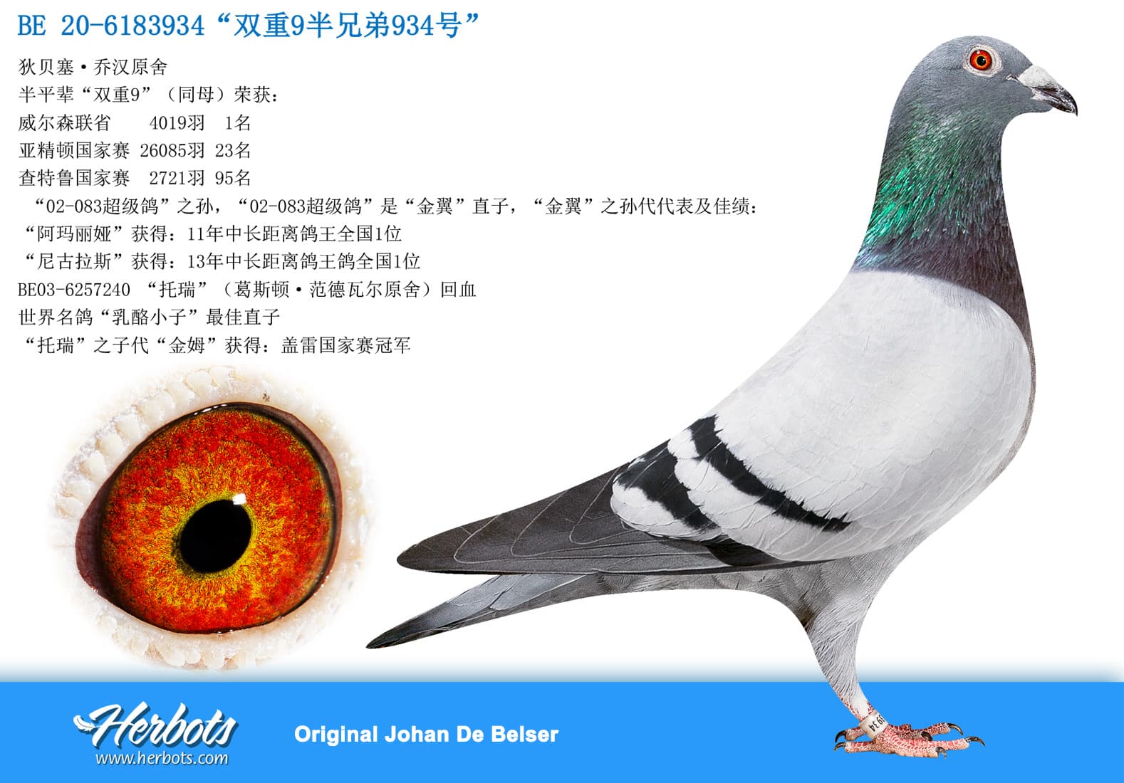 pigeon: undefined