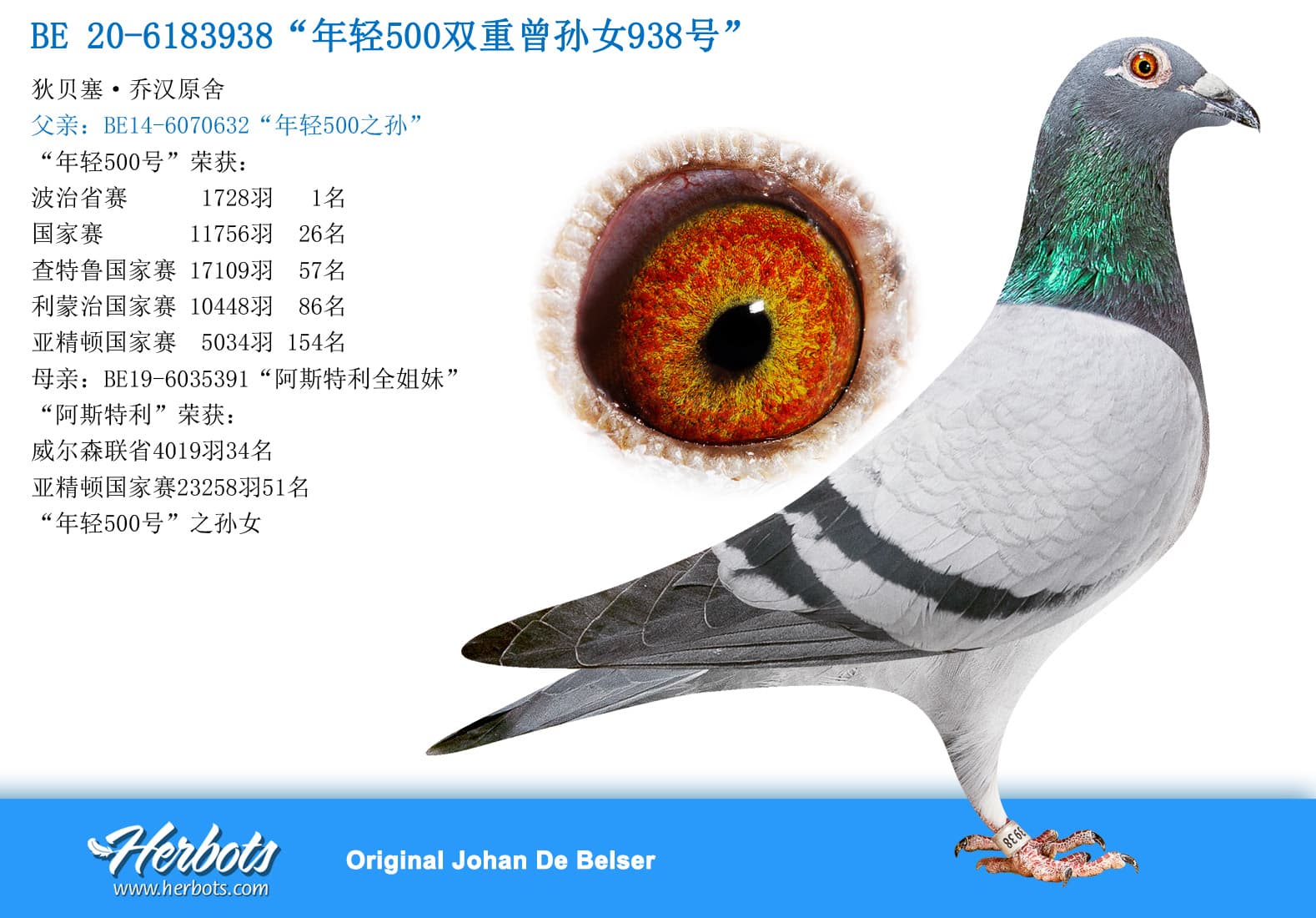 pigeon: undefined