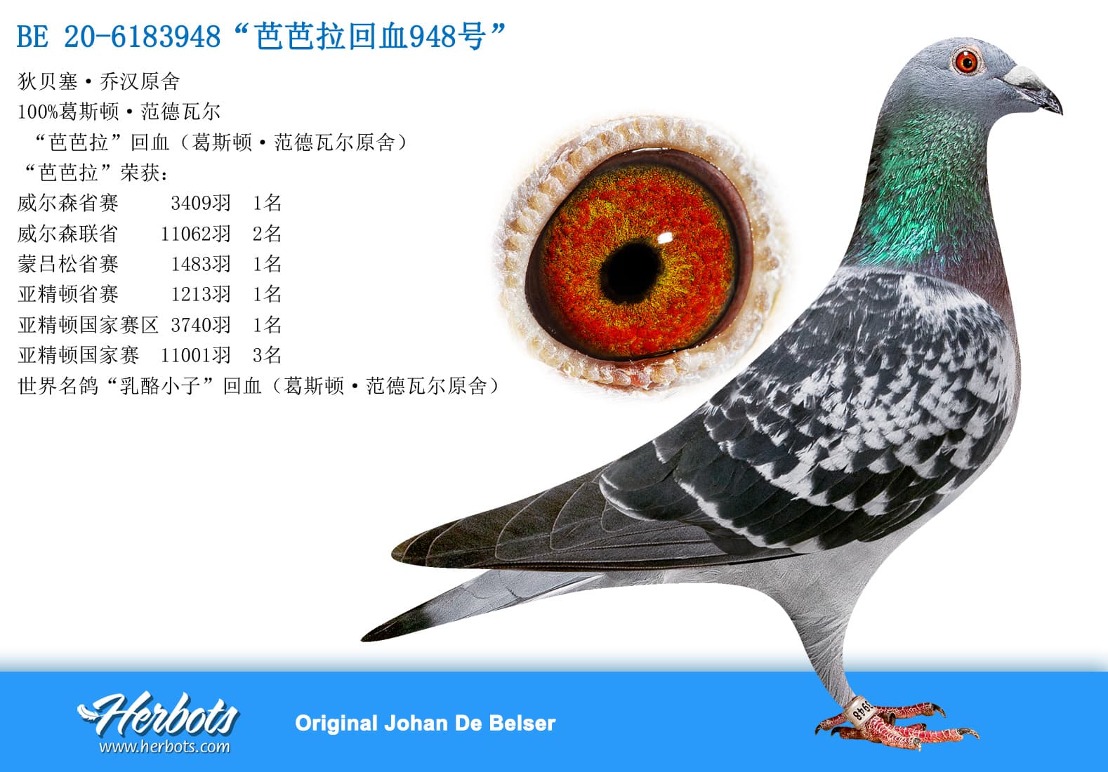 pigeon: undefined
