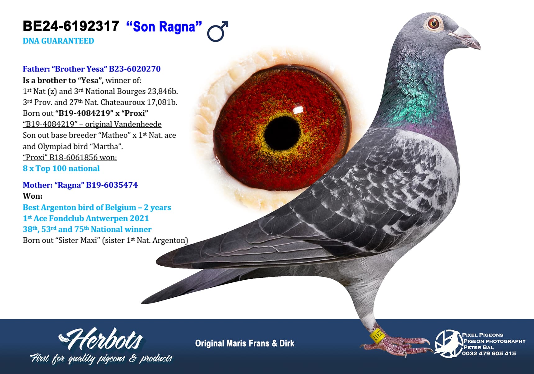 pigeon: undefined