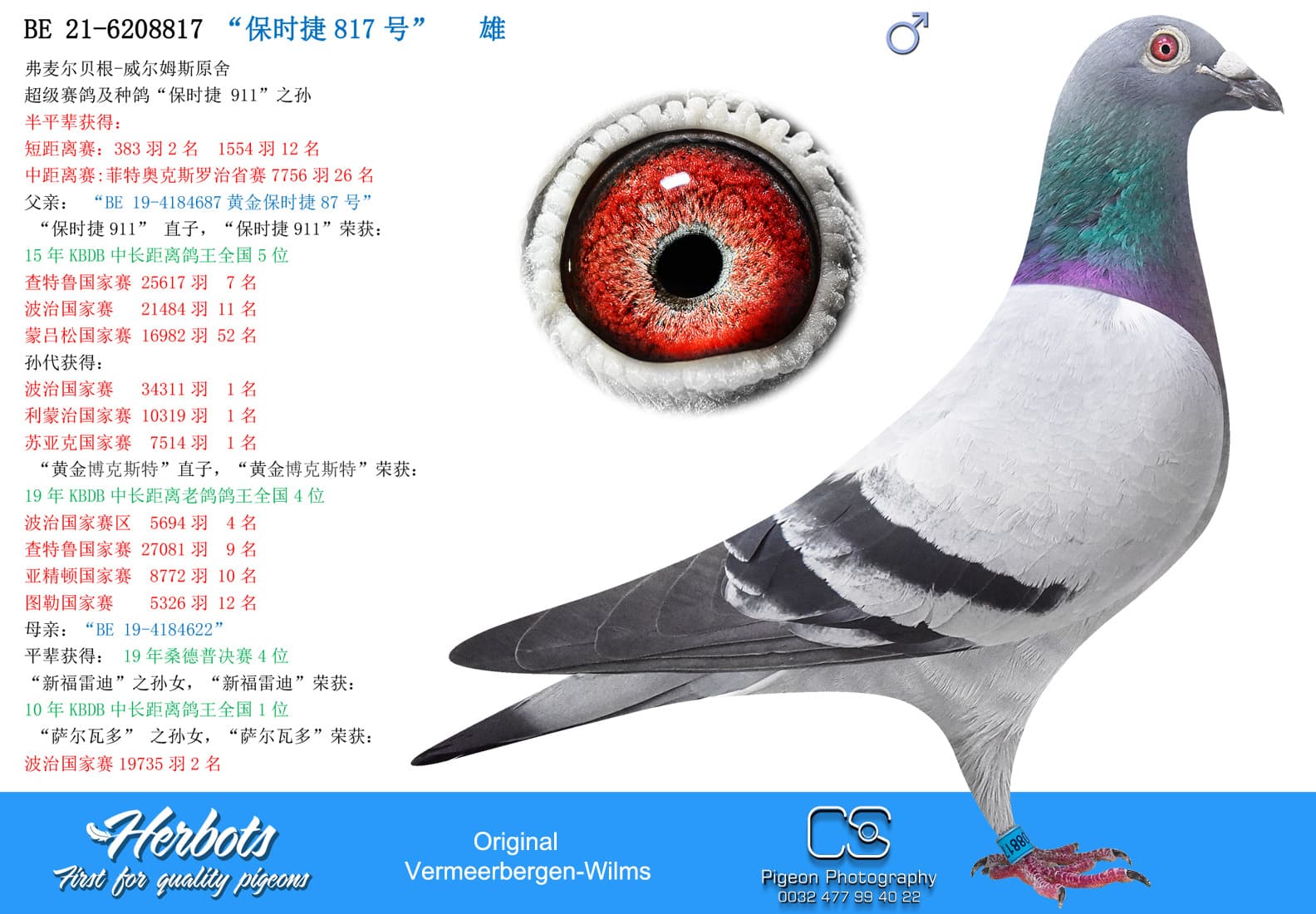pigeon: undefined