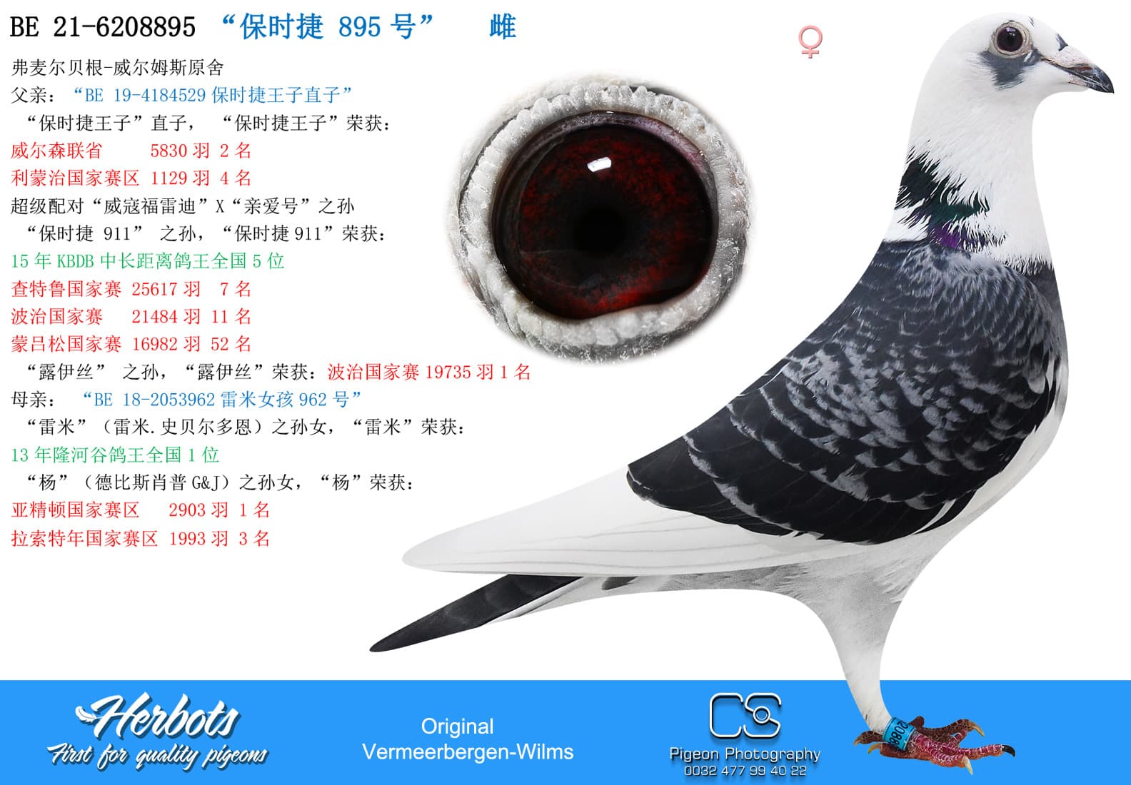pigeon: undefined