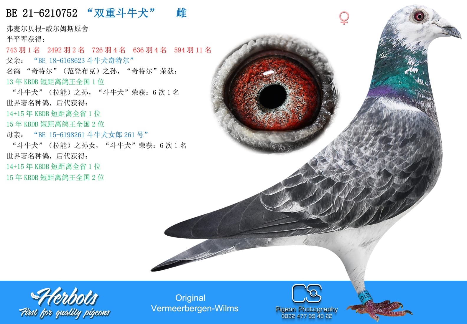 pigeon: undefined
