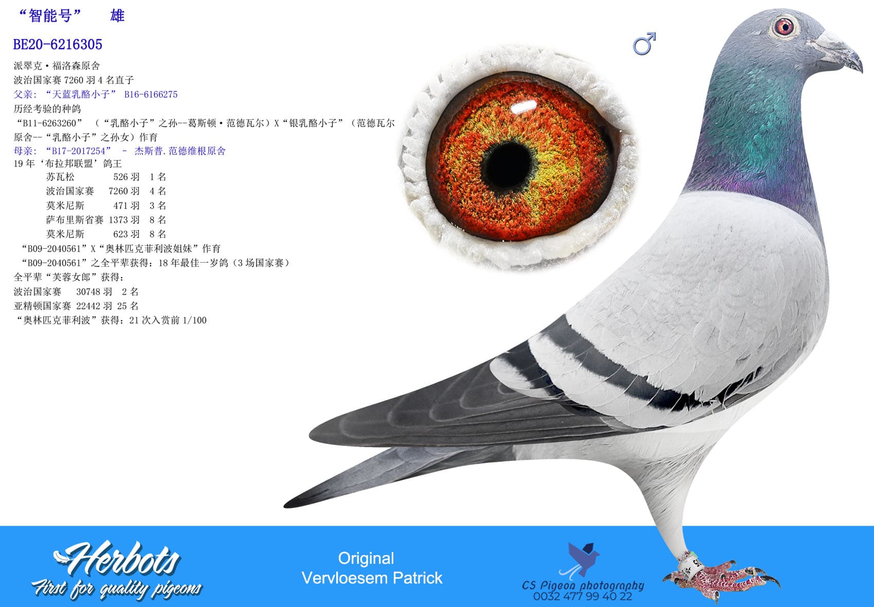 pigeon: undefined