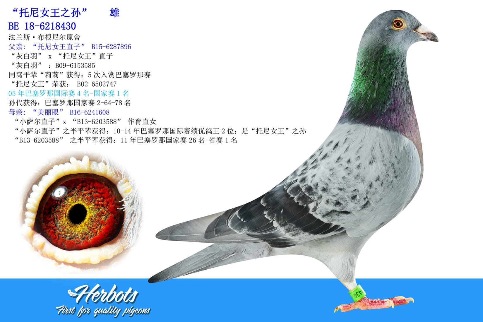 pigeon: undefined