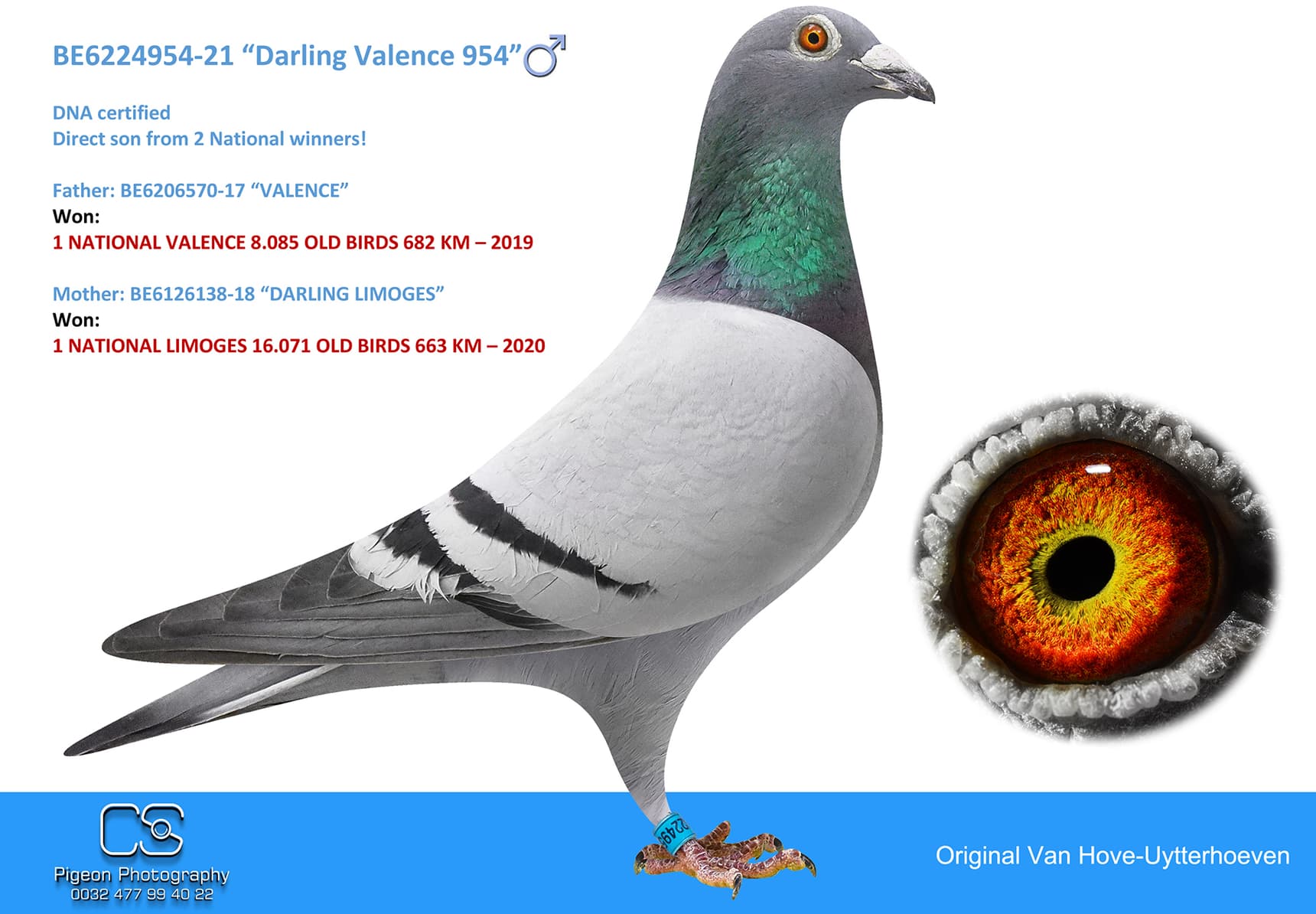 pigeon: undefined