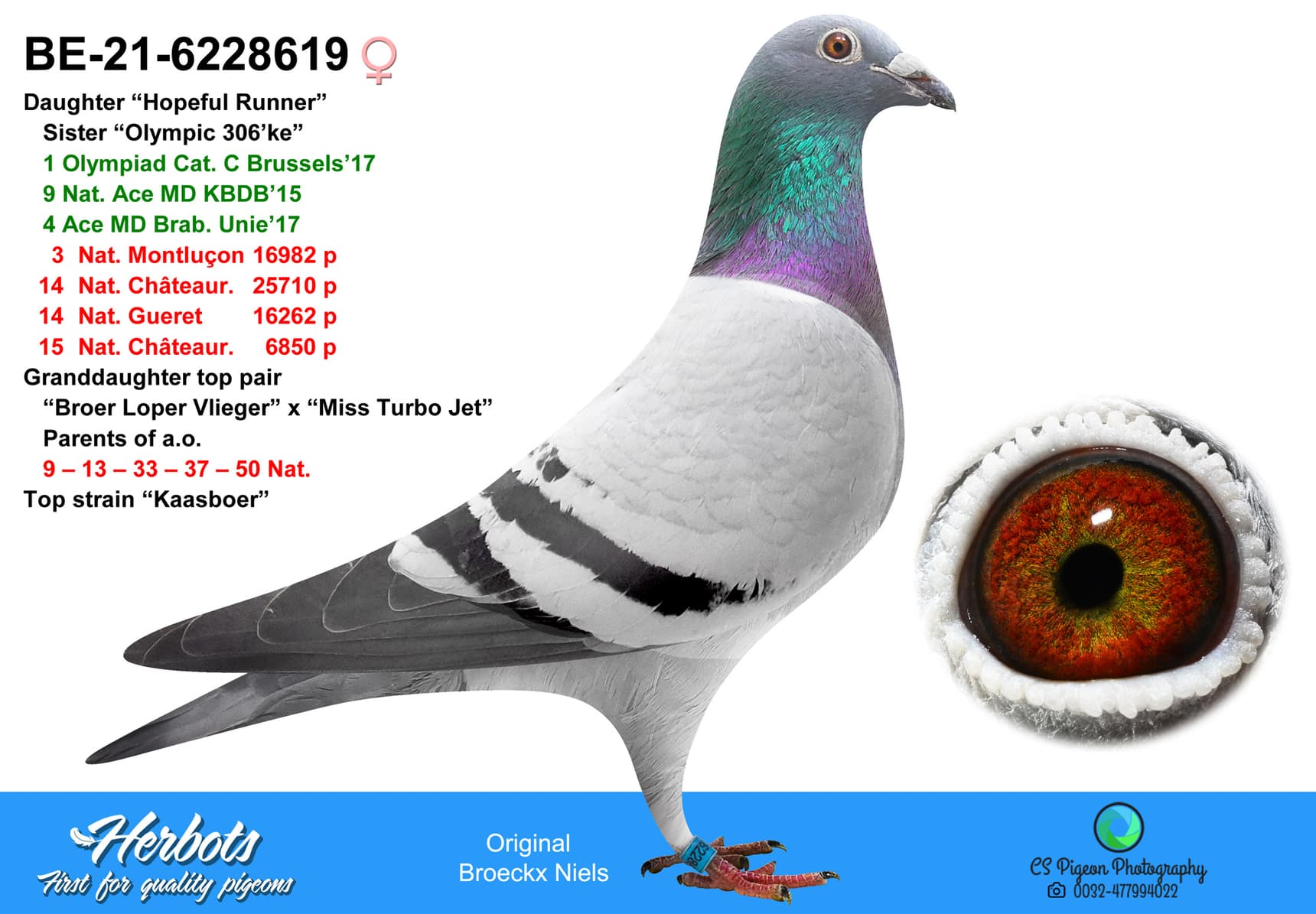 pigeon: undefined