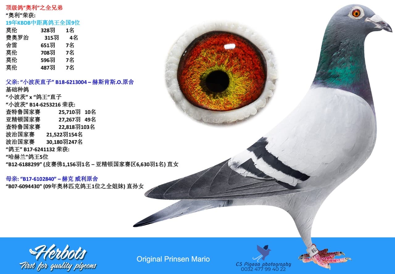 pigeon: “奥利之姐妹”