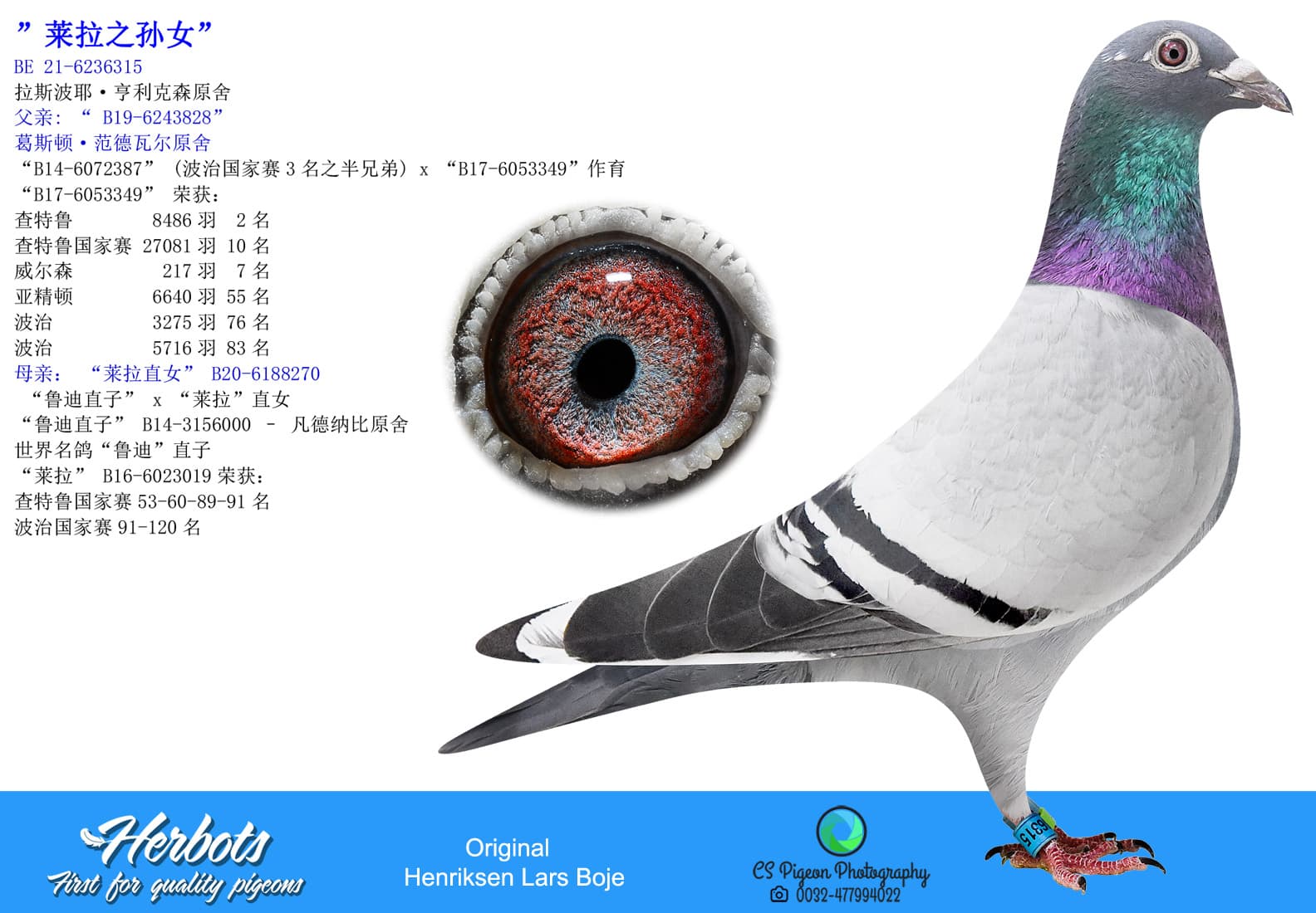 pigeon: undefined
