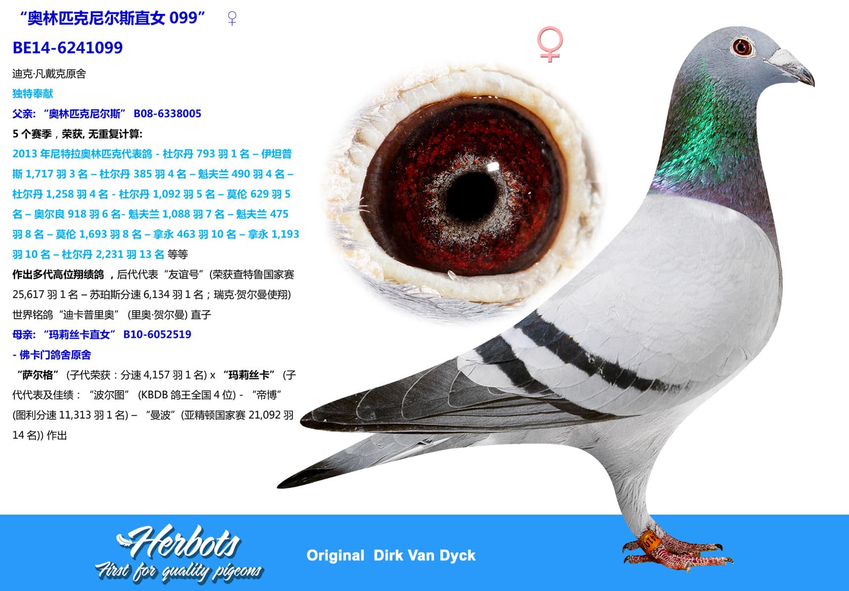 pigeon: undefined