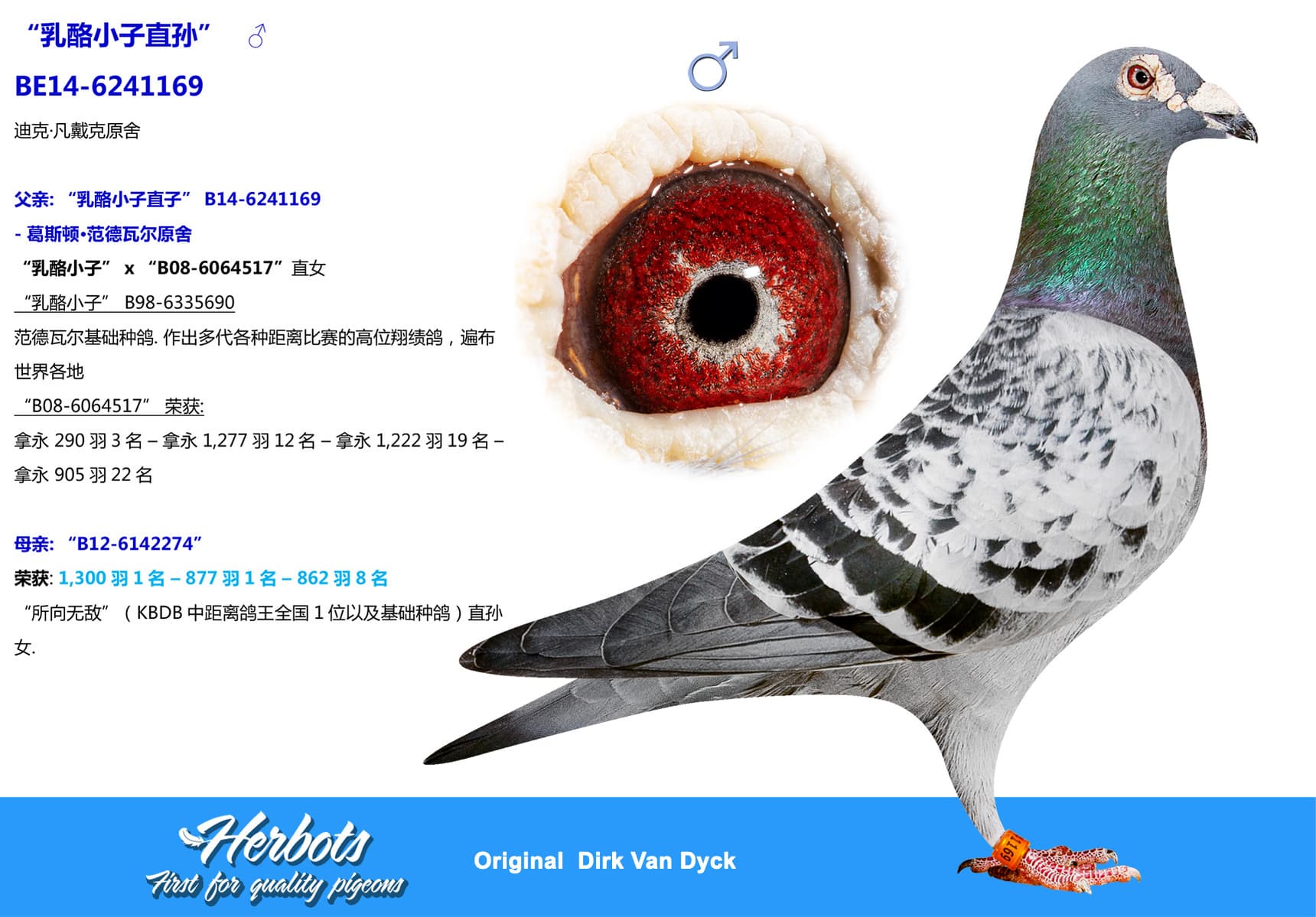 pigeon: undefined