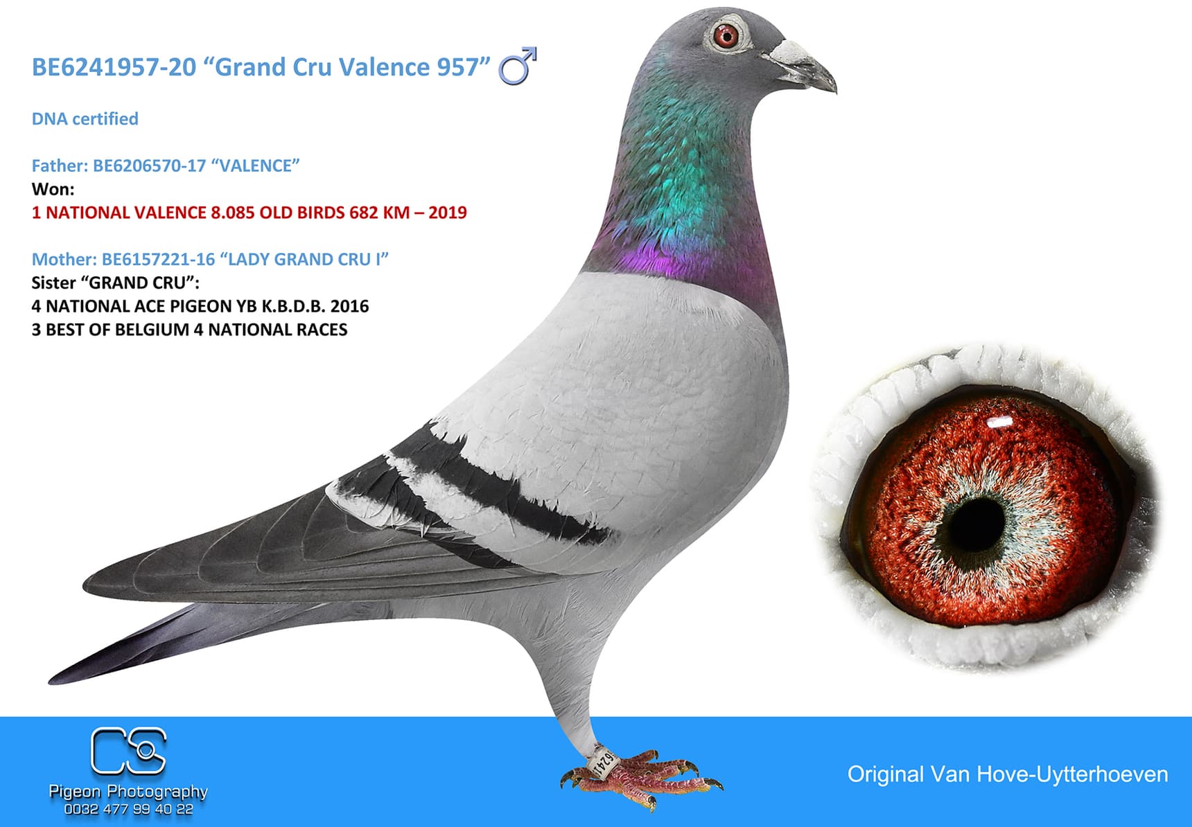 pigeon: undefined