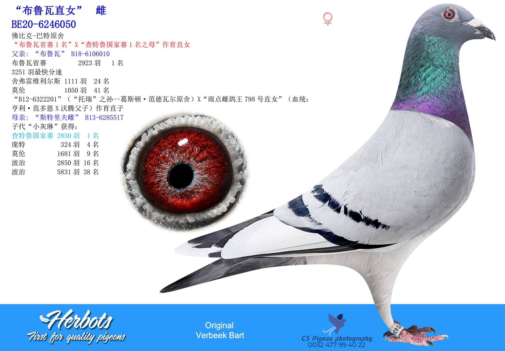 pigeon: undefined