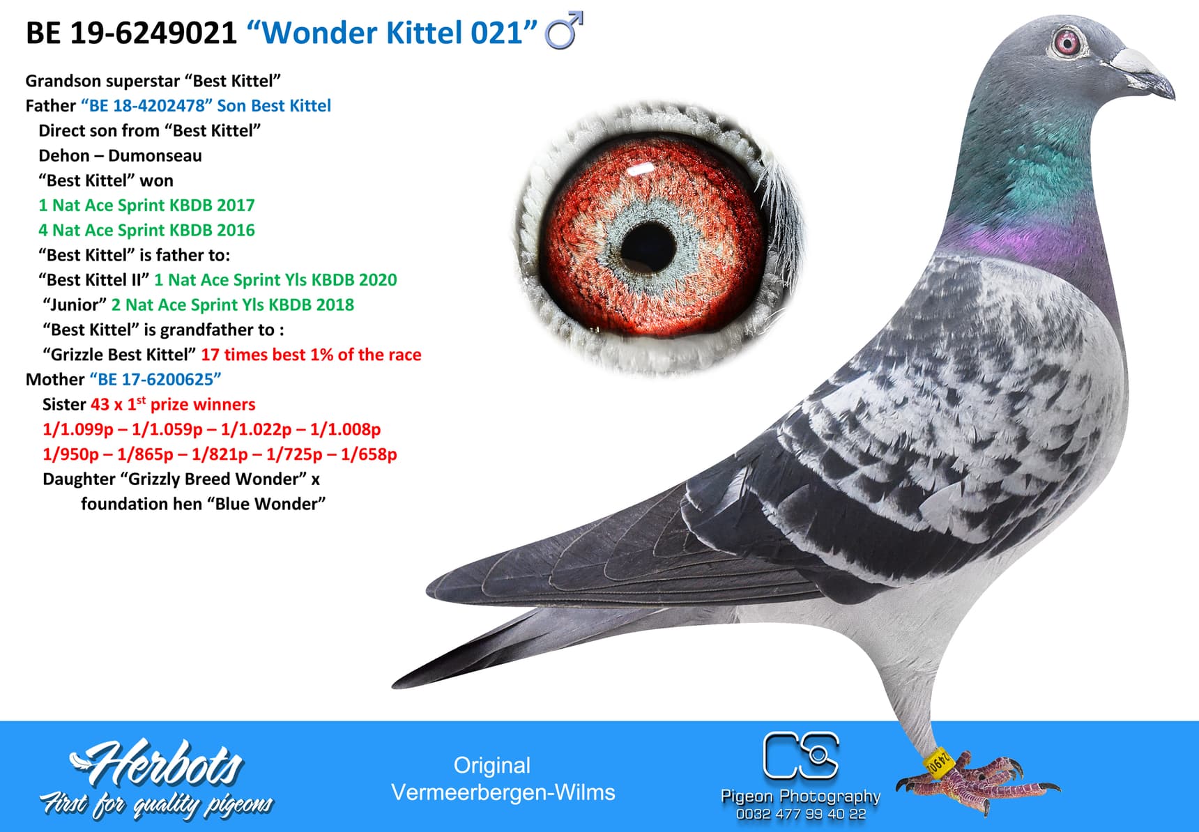 pigeon: undefined