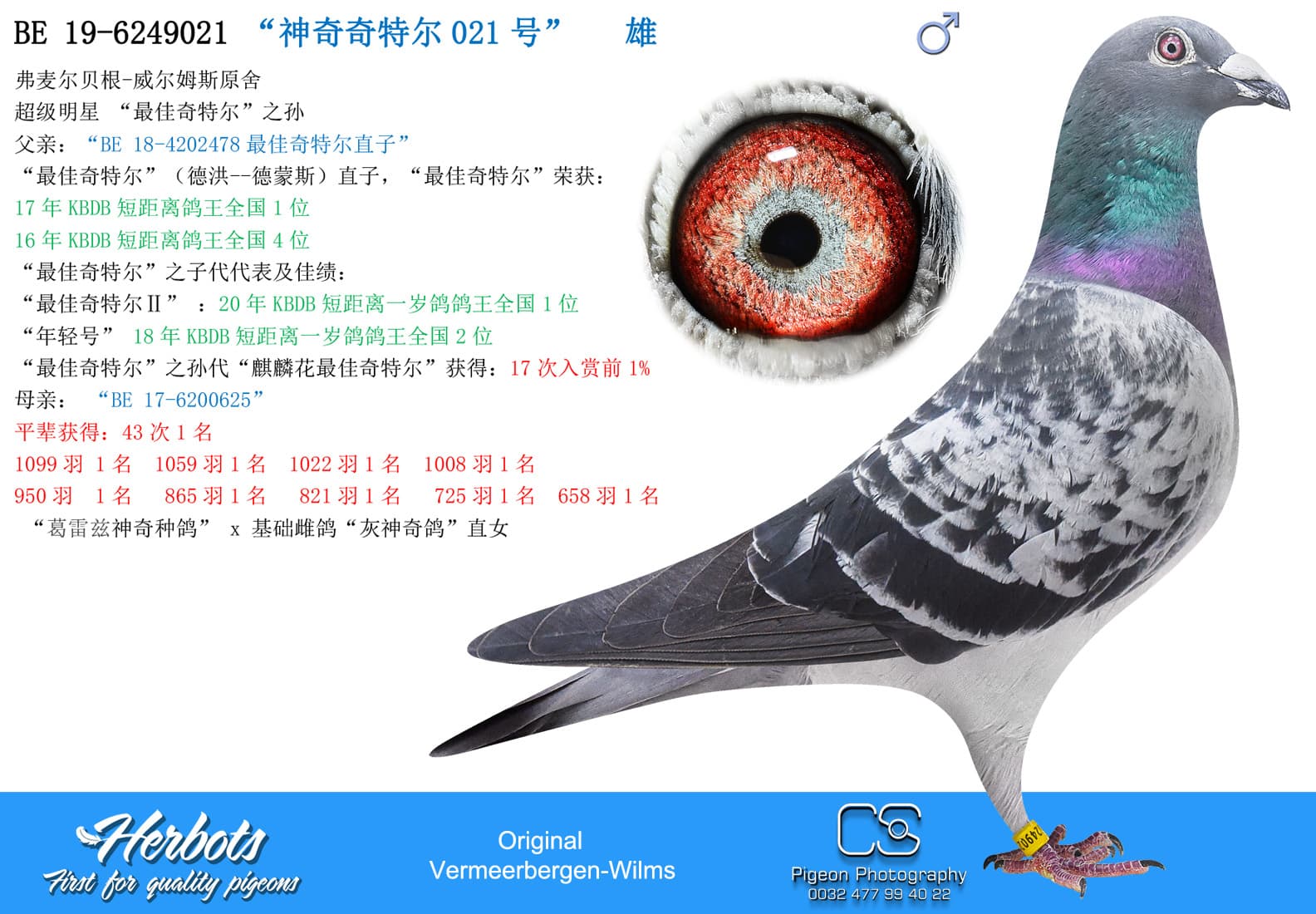 pigeon: undefined