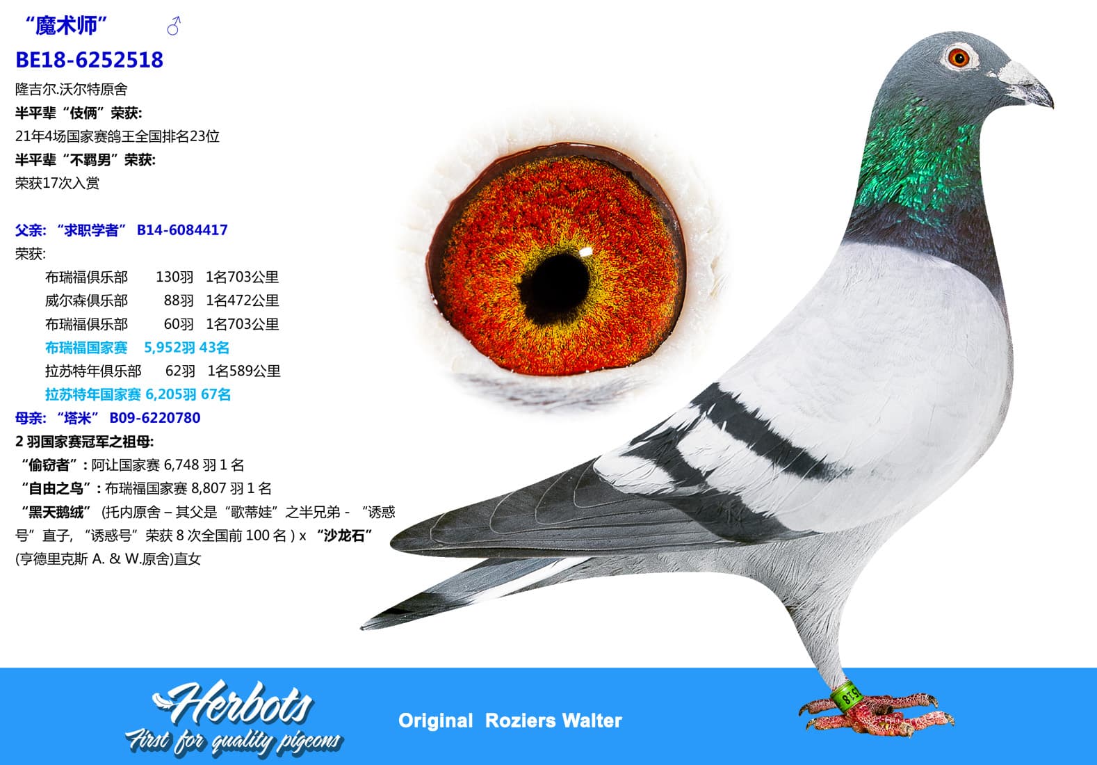 pigeon: undefined