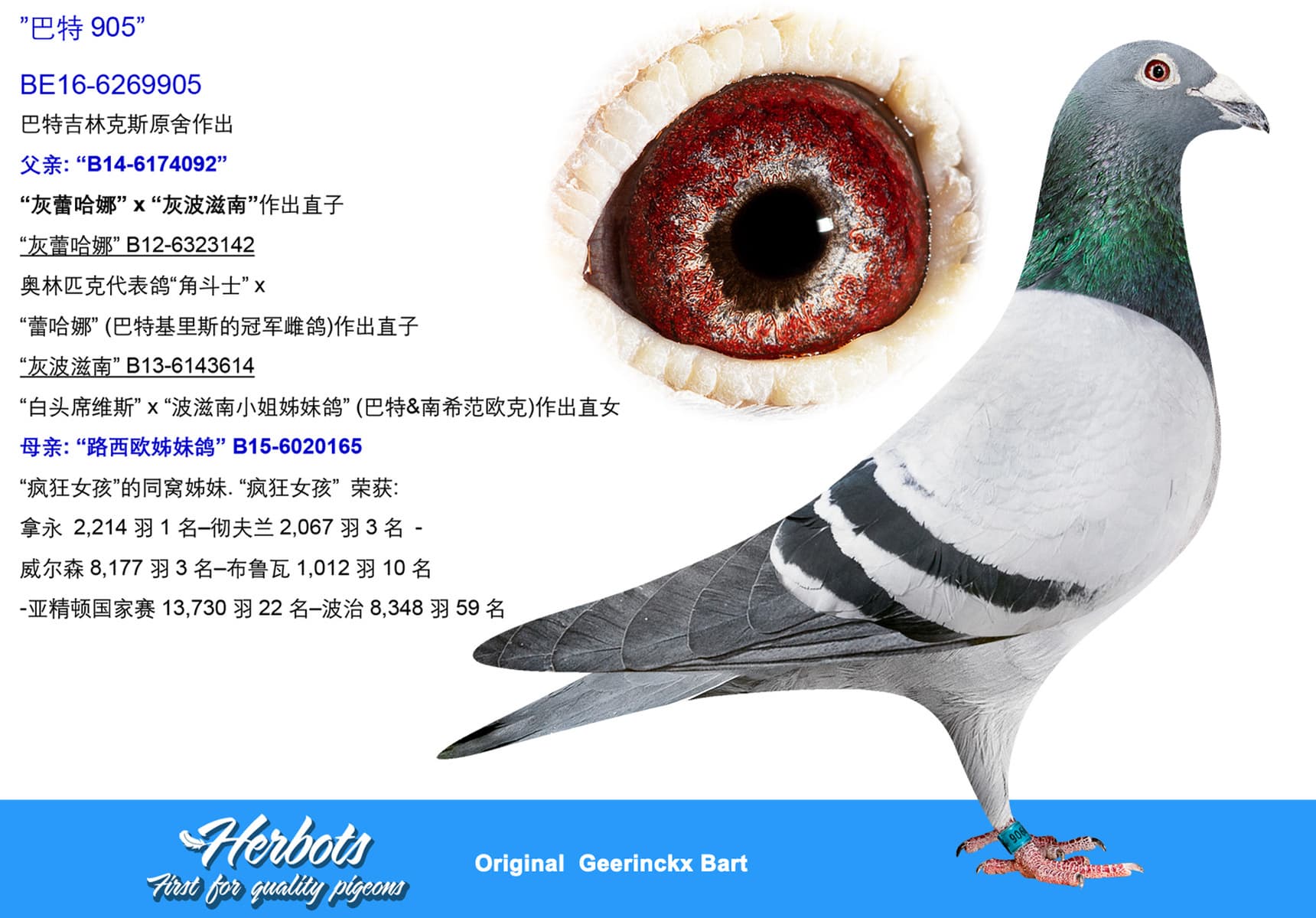 pigeon: undefined
