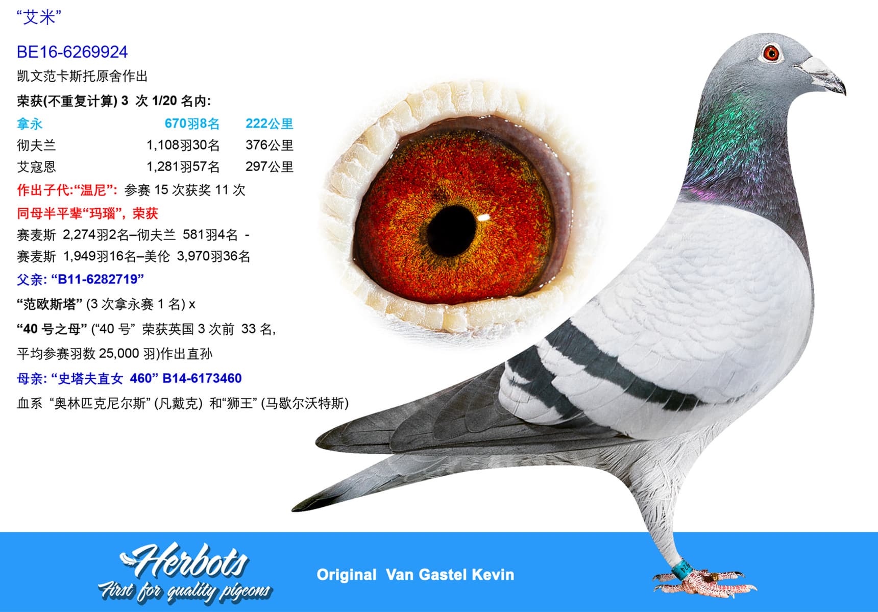 pigeon: undefined