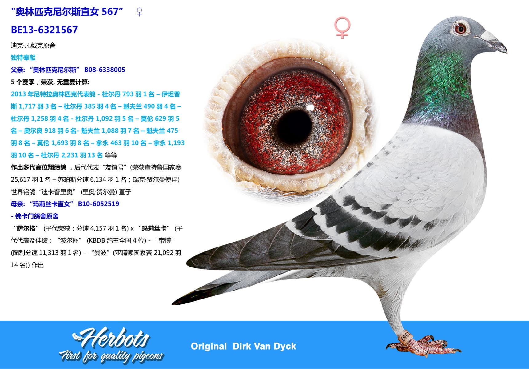 pigeon: undefined