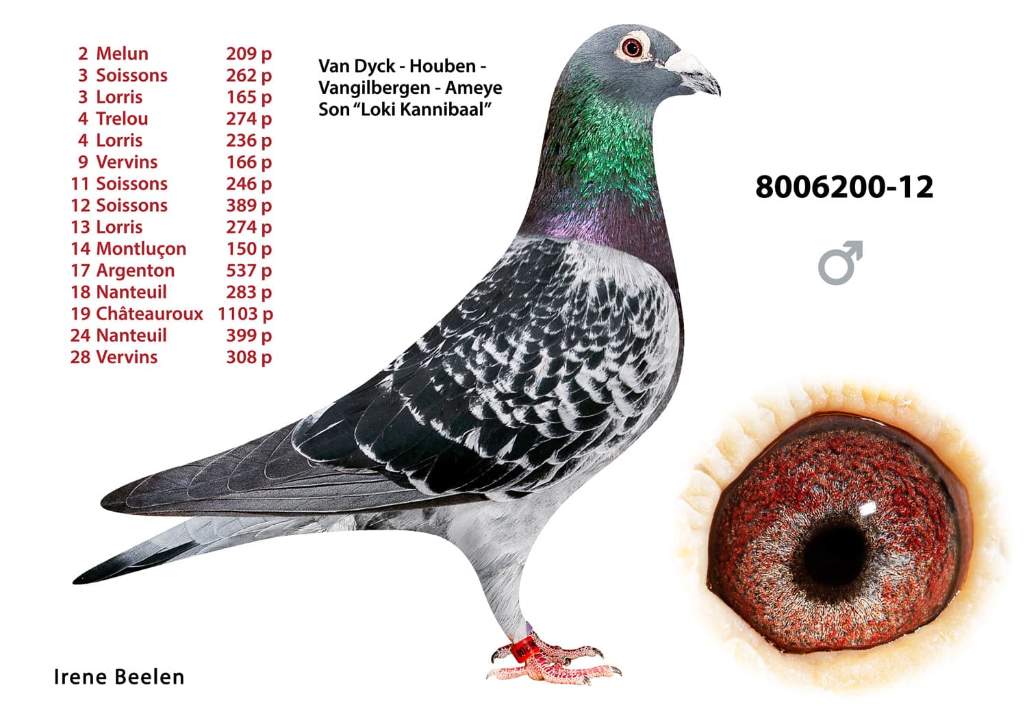 pigeon: undefined