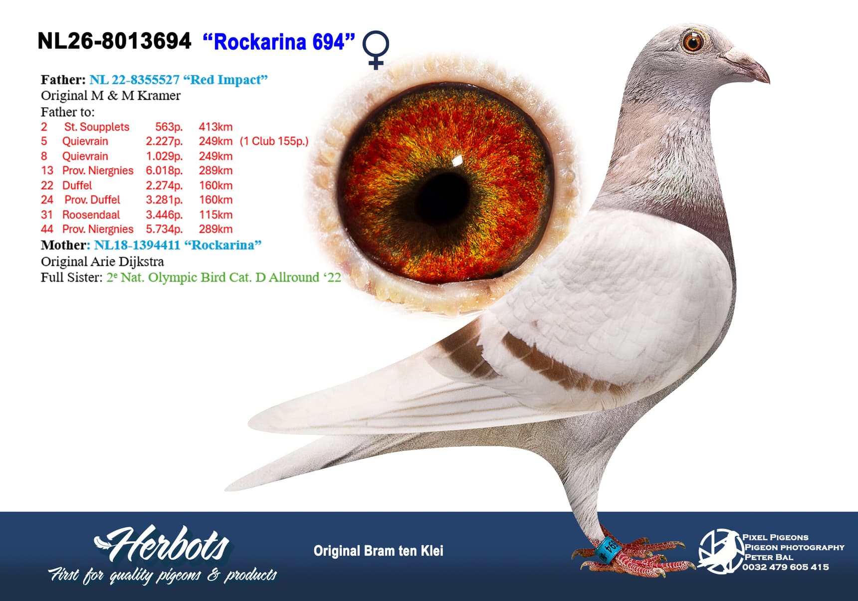 pigeon: undefined