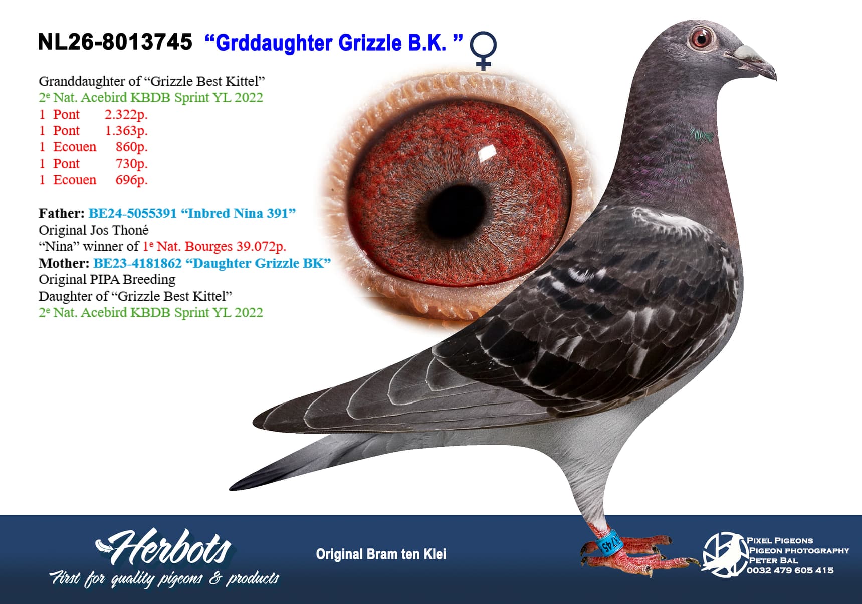 pigeon: undefined